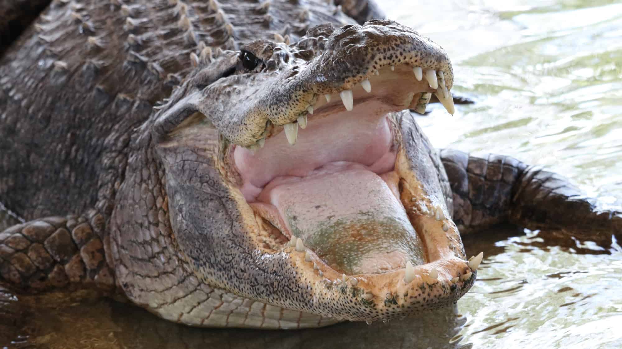 An large alligator look up the see if there are any food ready, with the sharp teeth via DepostiPhotos