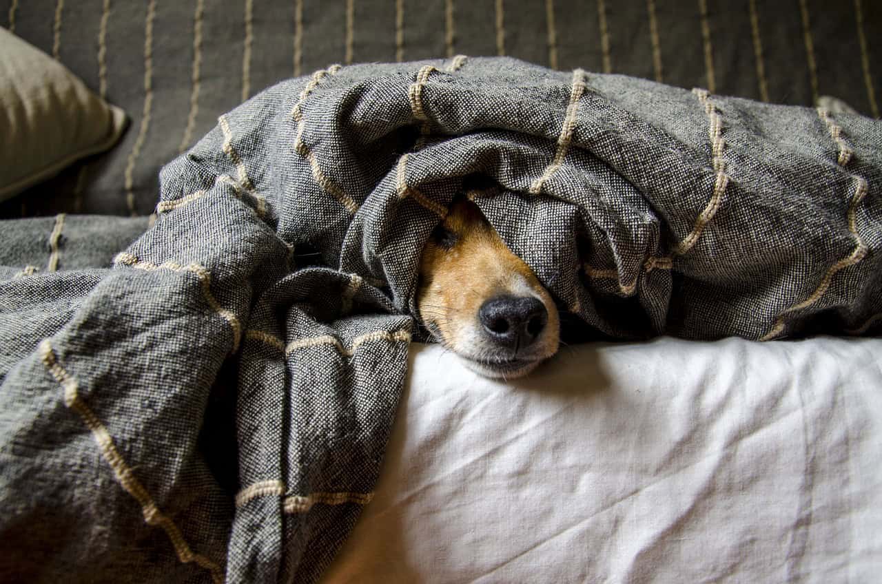 shelter dog