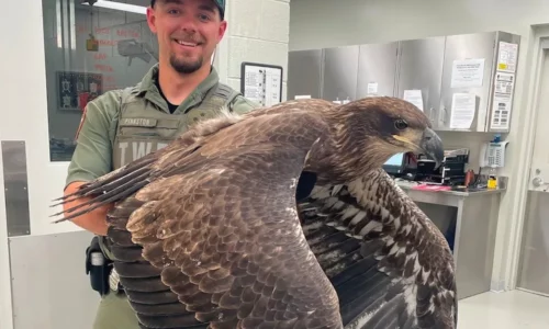 Man Rescues Huge Bald Eagle, But His Head Isn’t White?