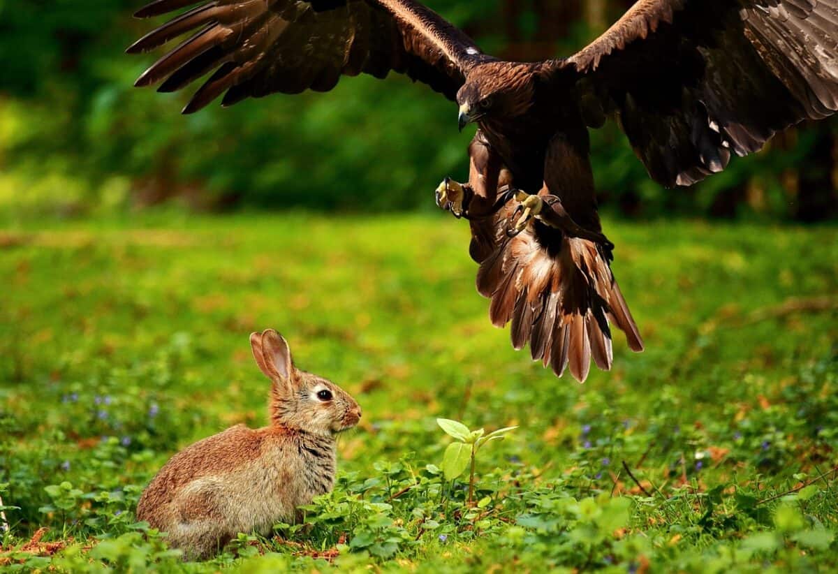 eagle hunting rabbit