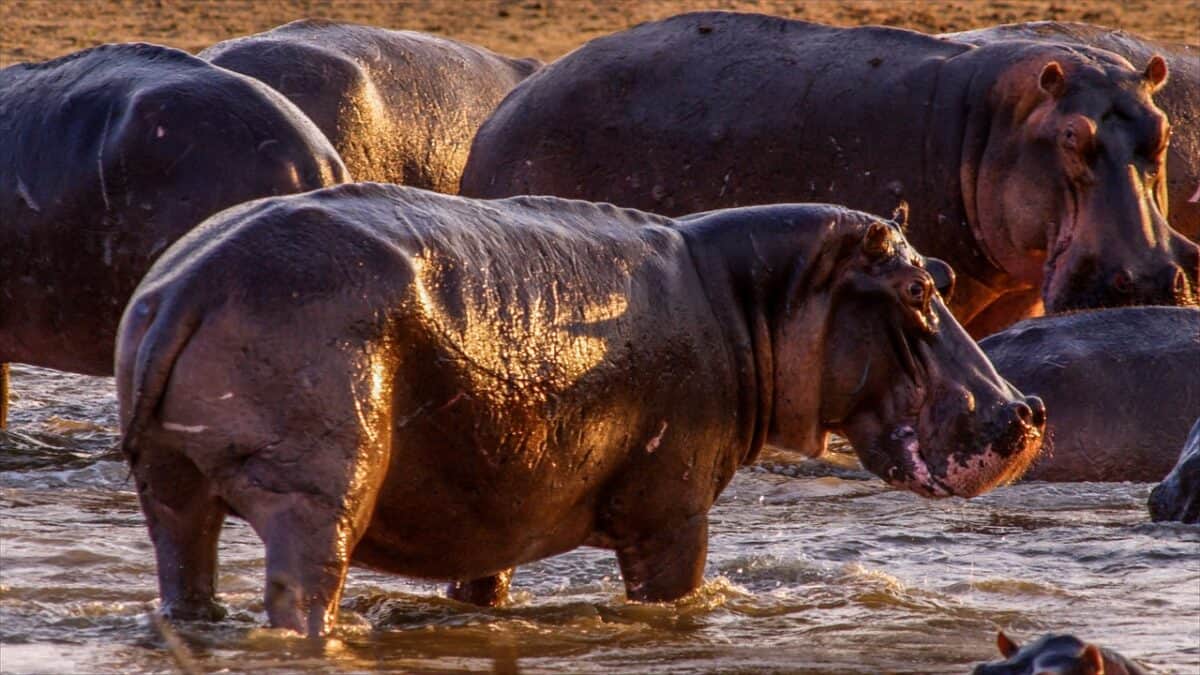 hippo one of the most dangerous animals
