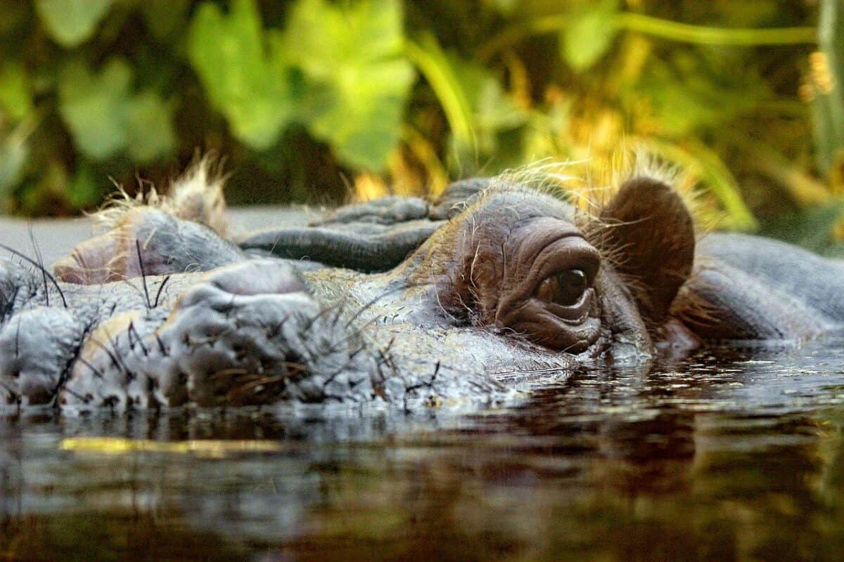 hippo one of the most dangerous animals