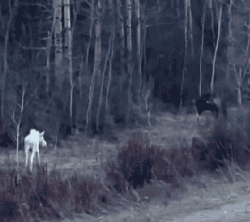 white moose