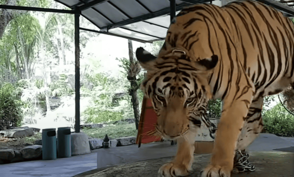 Tiger Chained Up Her Whole Life Takes Her First Free Steps - Animals ...