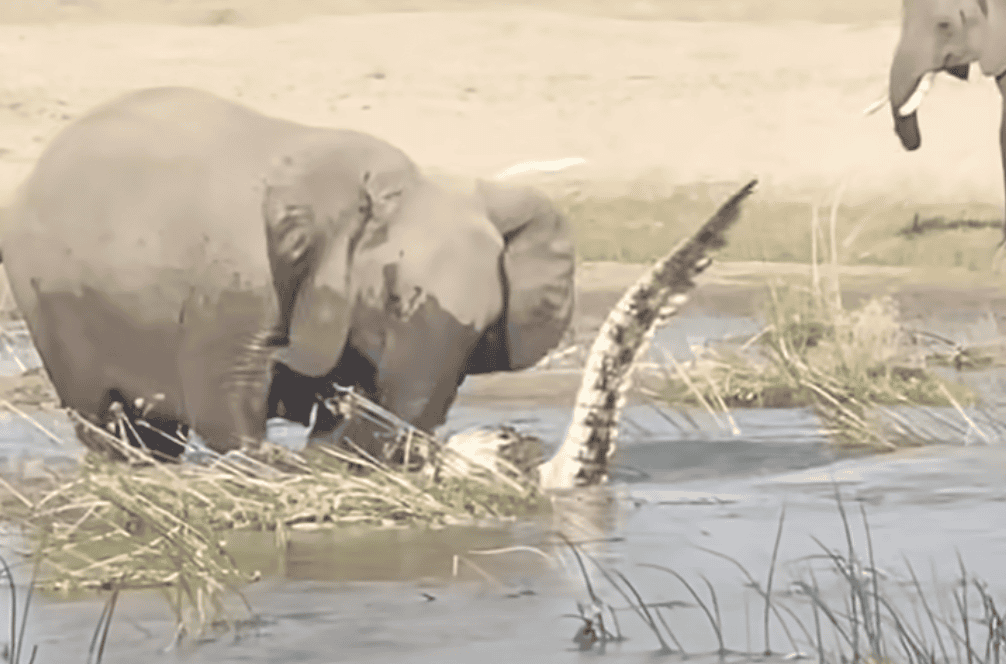 elephant attacks crocodile