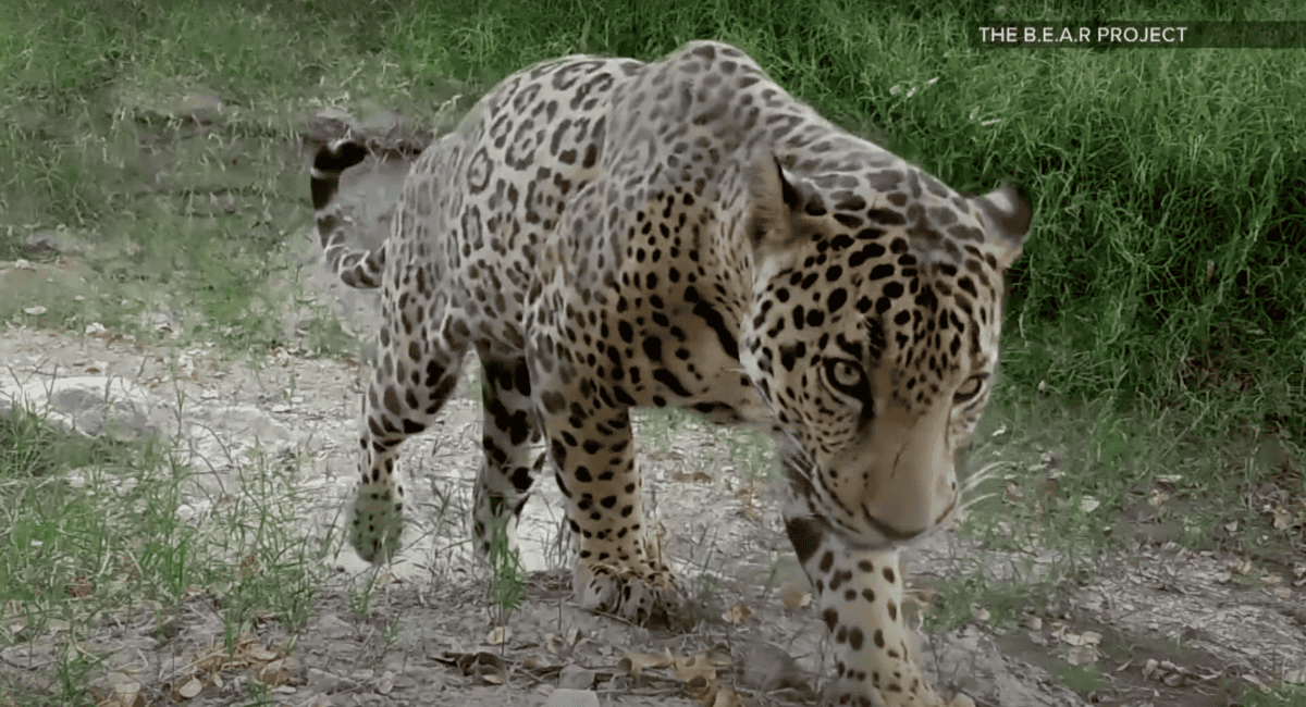 jaguar spotted near arizona
