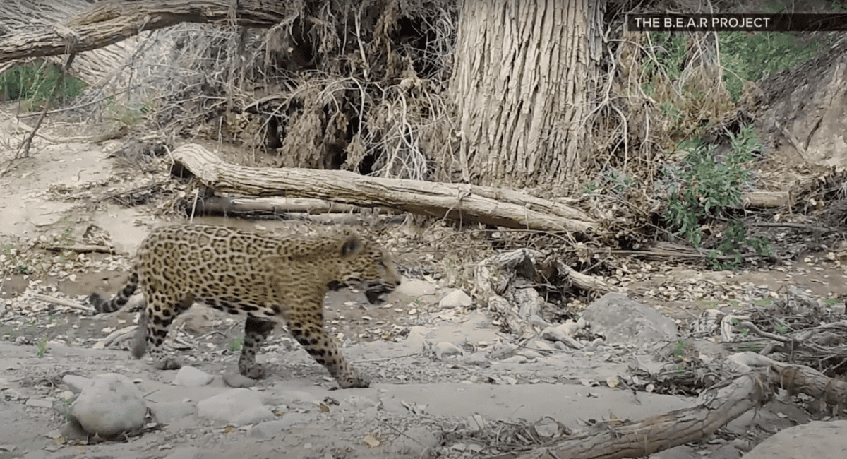 jaguar spotted near arizona
