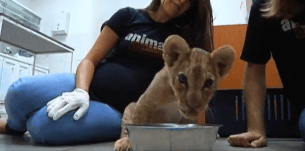 Lion cub rescued in Lebanon