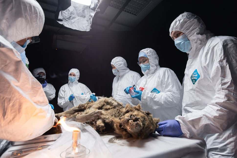 44,000-Year-Old Mummified Wolf