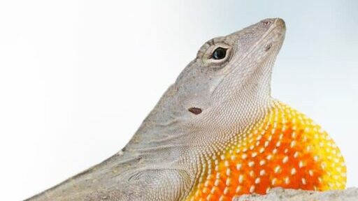 Giant anole endangered reptile