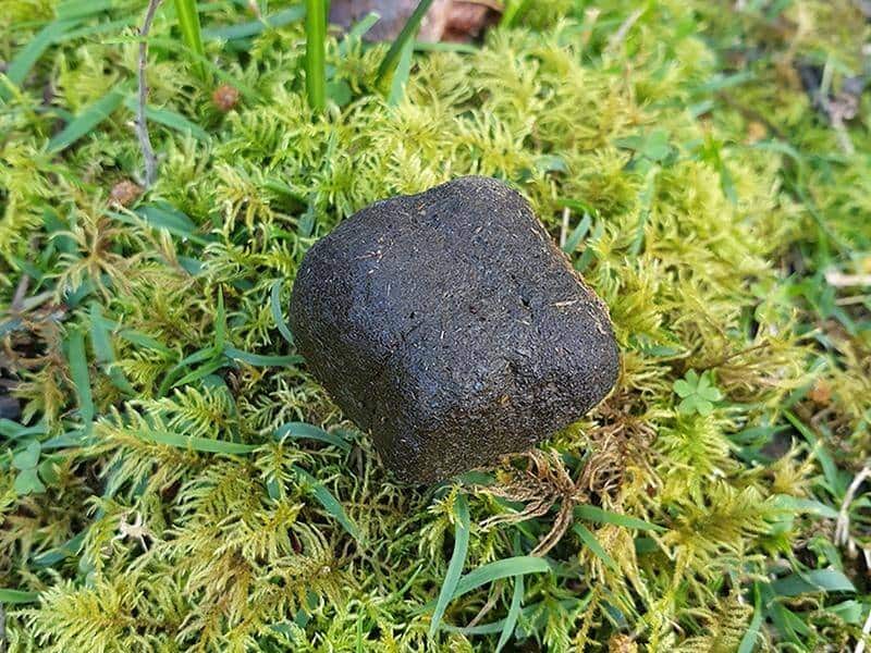 Cube-Shaped Poop of Wombat