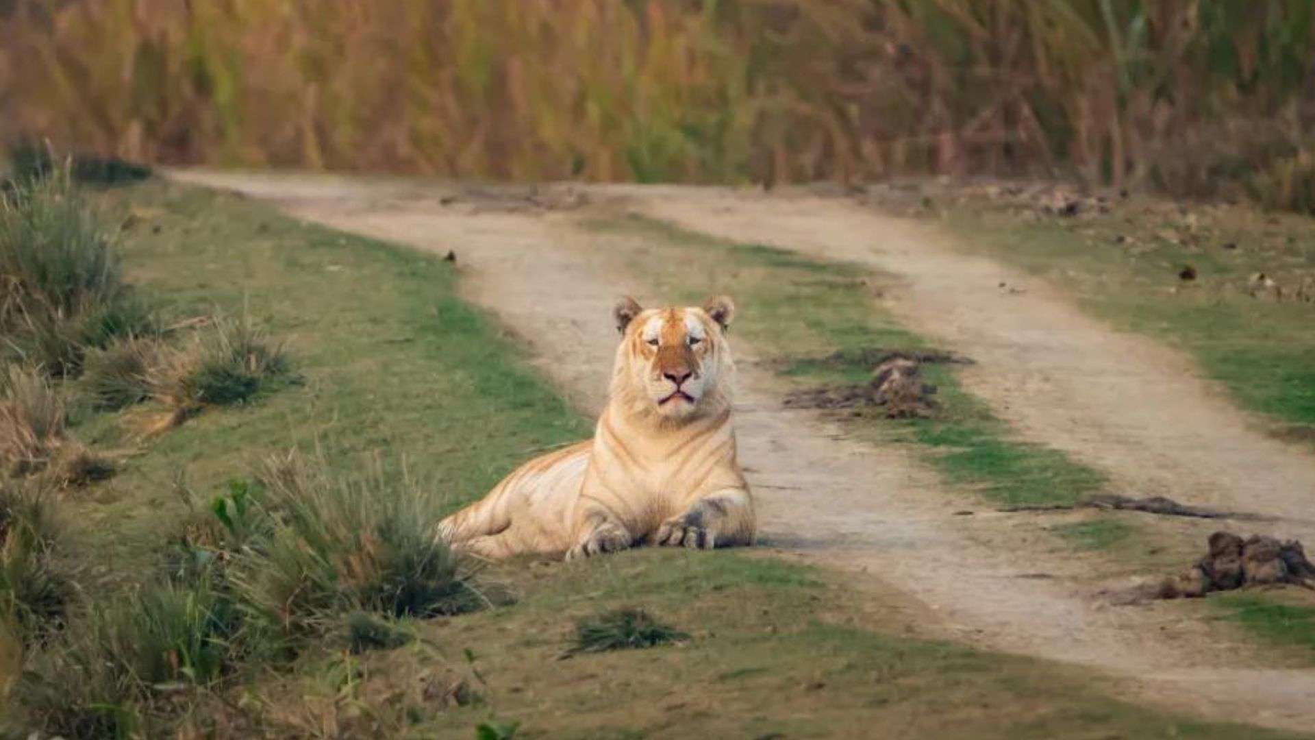 rare golden tiger