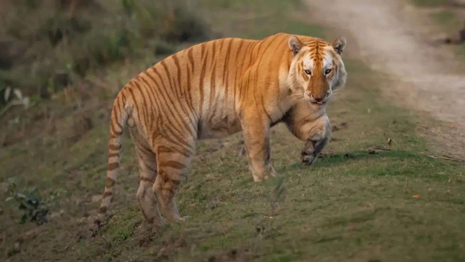 rare golden tiger