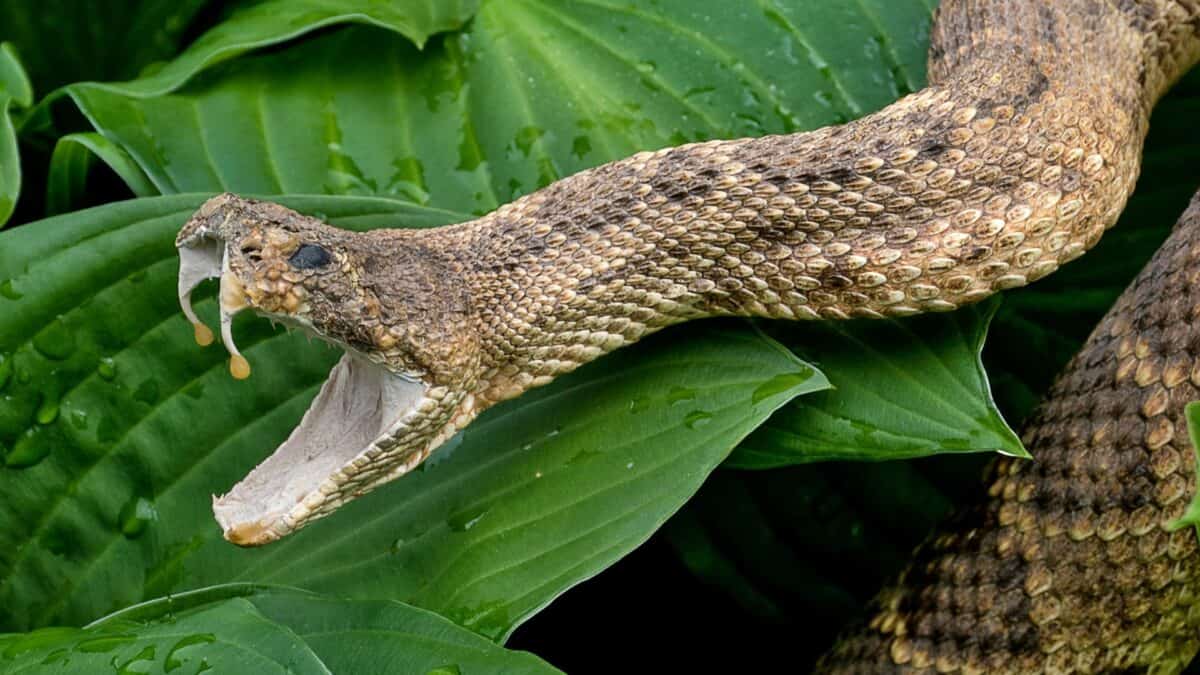rattlesnake in mail