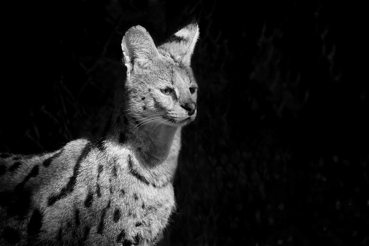 serval cat 