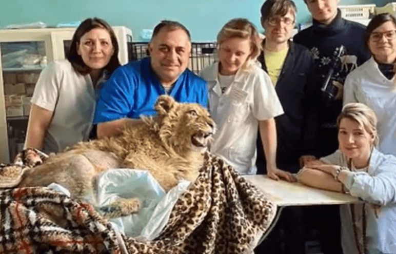 Simba with rescuers