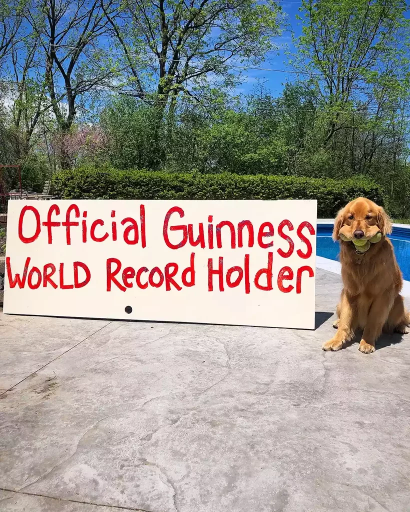 Golden retriever guinness world record