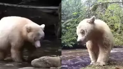 Unluckiest Bear