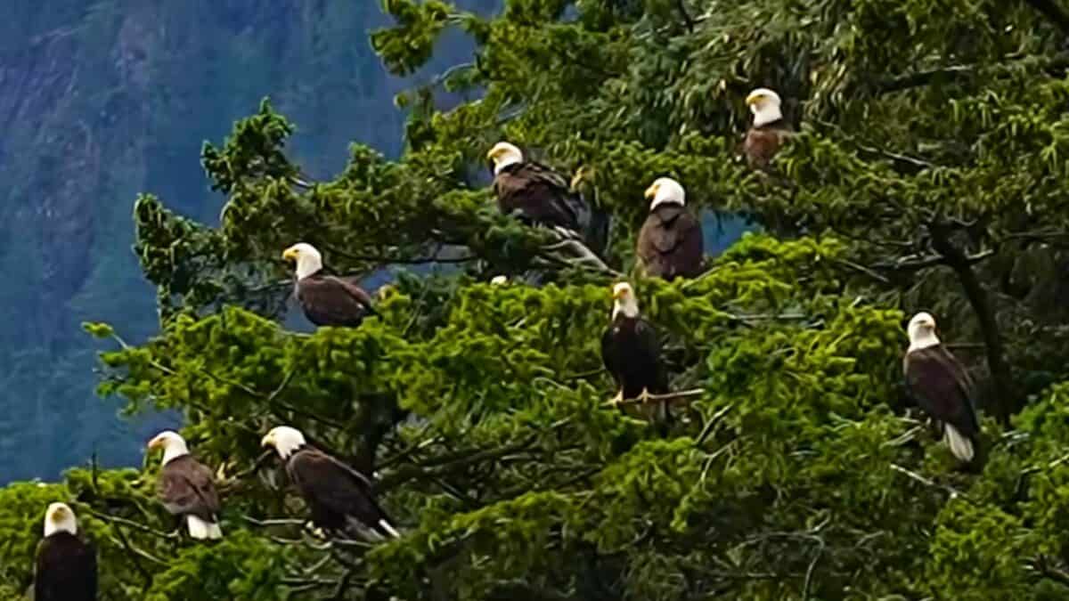 Bald Eagles Gather for Epic Feeding Frenzy