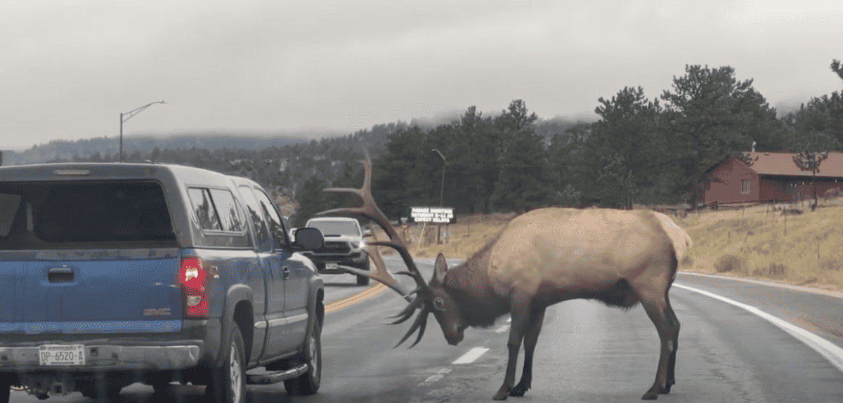 Elk attacking a truck