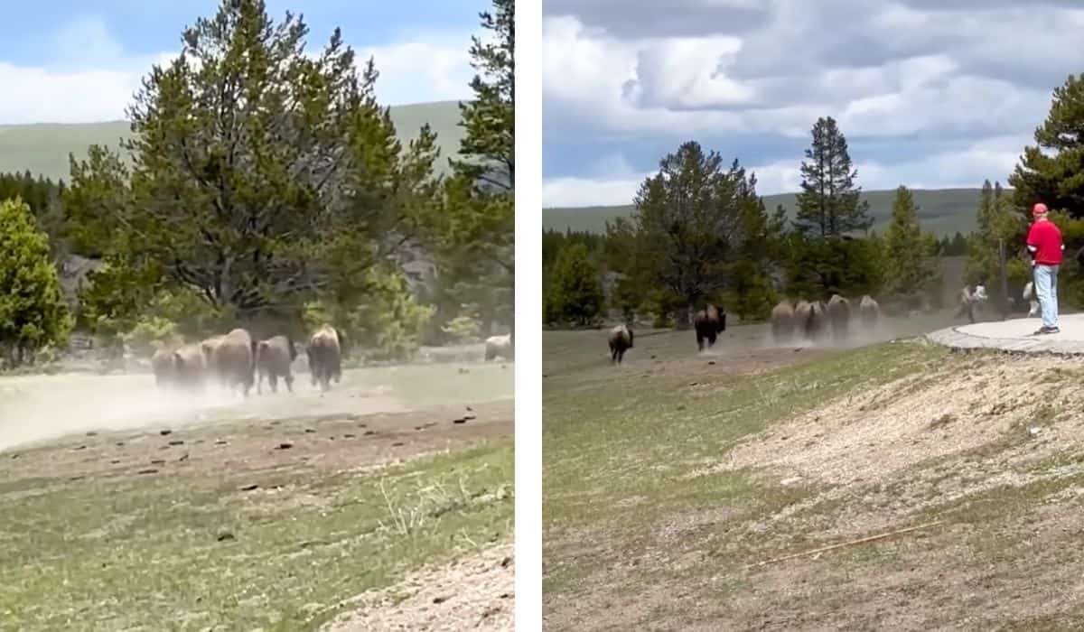 bison charge towards tourists