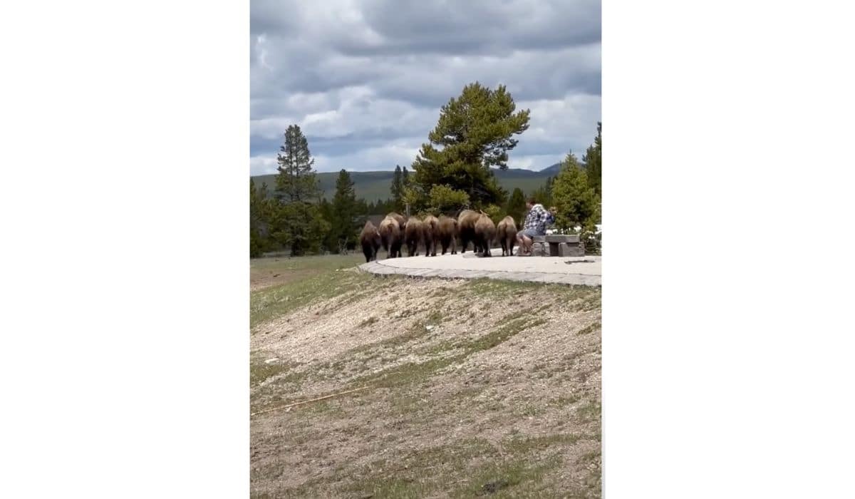 bison charge towards tourists