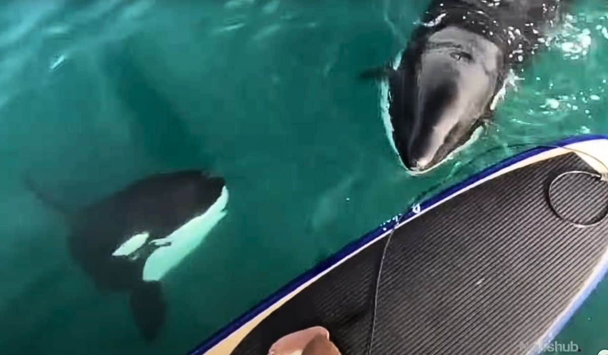 man meets two baby orcas