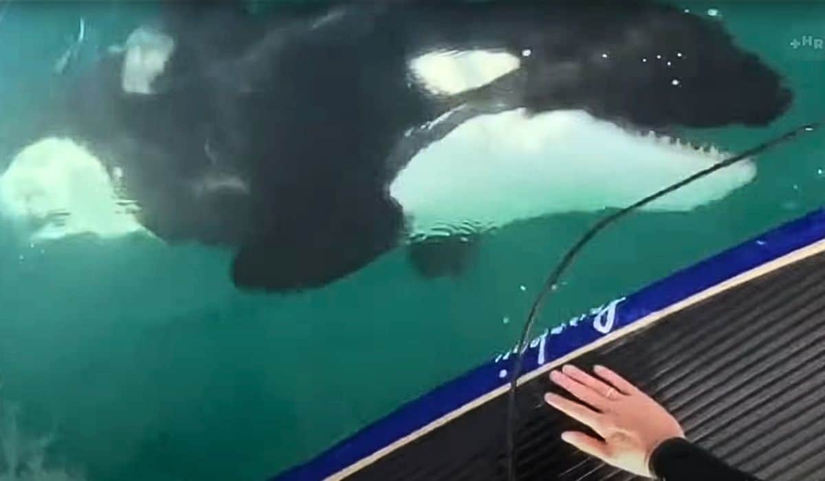 man meets two baby orcas 