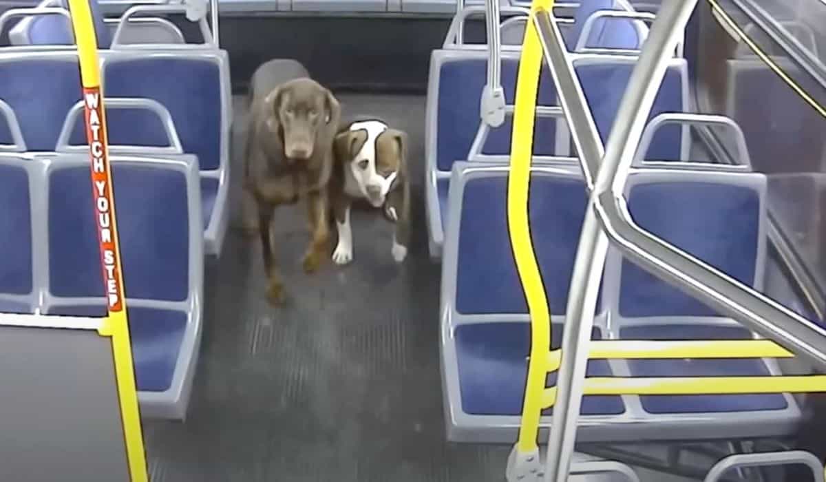 bus driver saves dogs