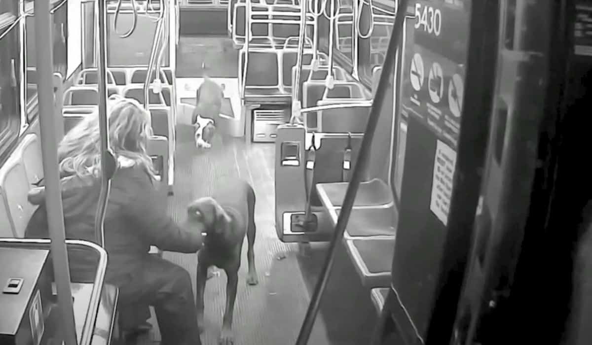 bus driver saves dogs 