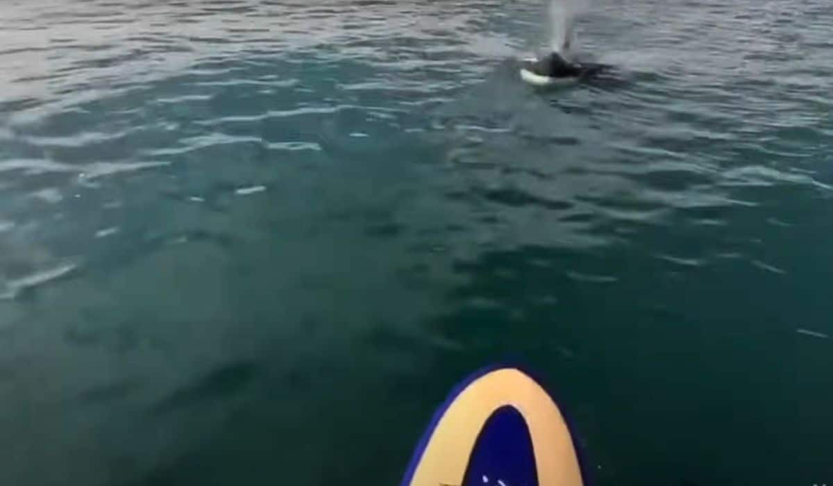 man meets two baby orcas 