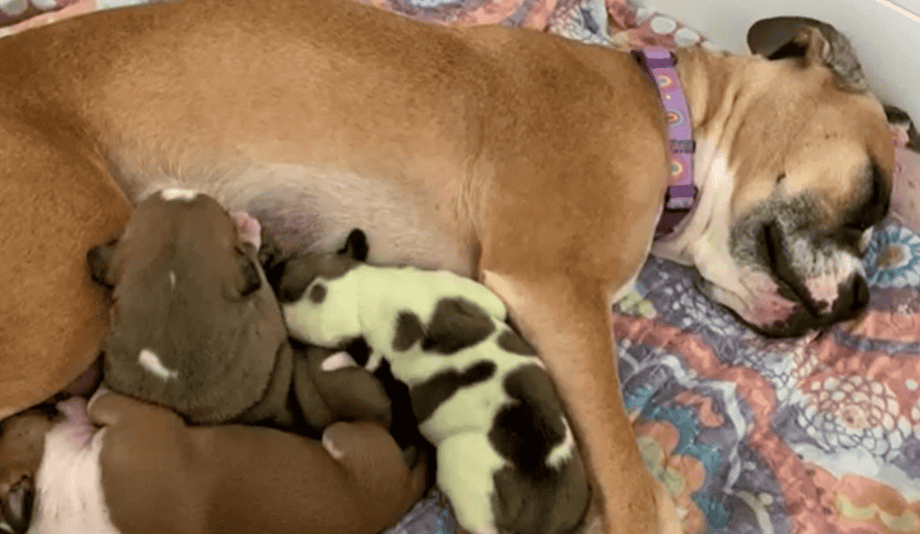 bulldog gives birth to green pup
