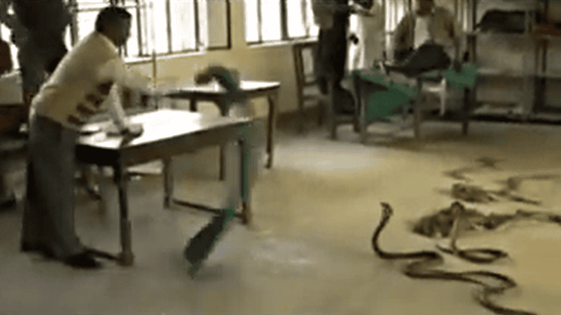 chasing snakes in office