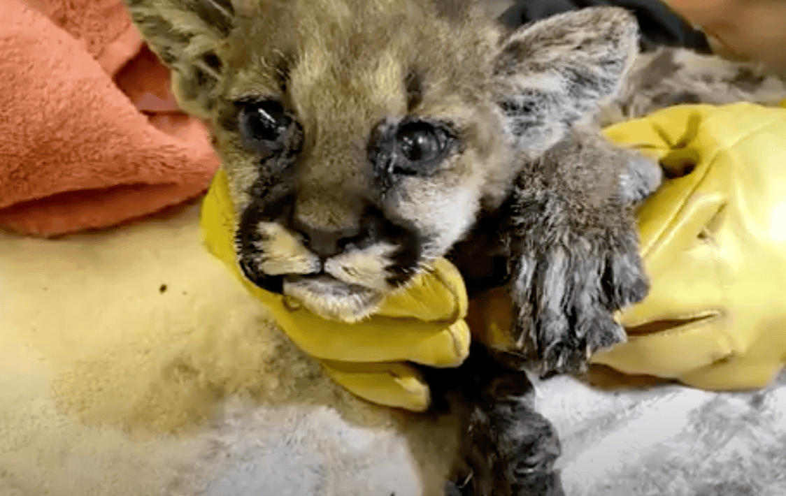 Mountain Lion Cub Rescued From CA Wildfires Makes Great Recovery