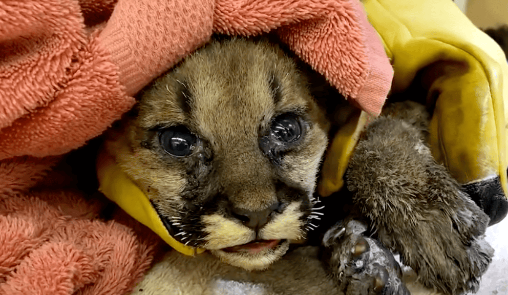 Mountain Lion Cub Rescued From CA Wildfires Makes Great Recovery
