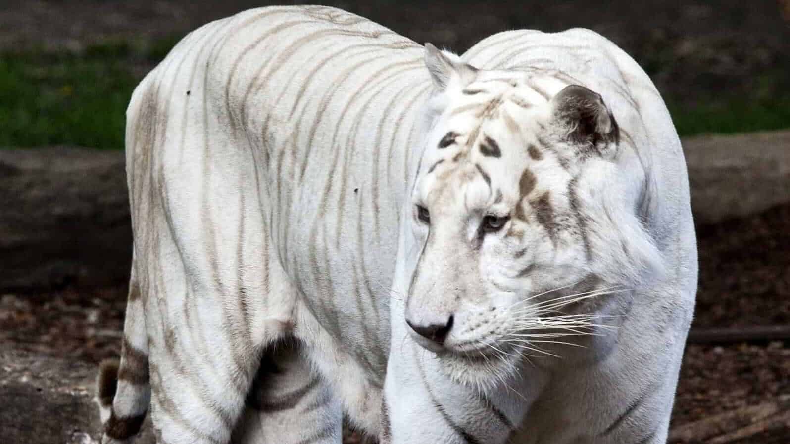 Beautiful white bengal tiger