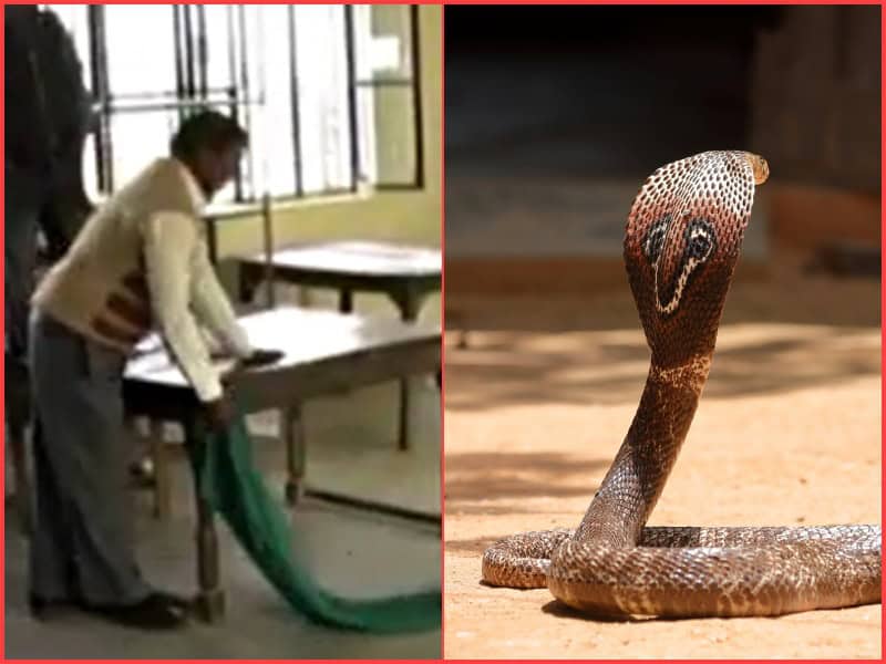 farmers release forty snakes in Indian tax office