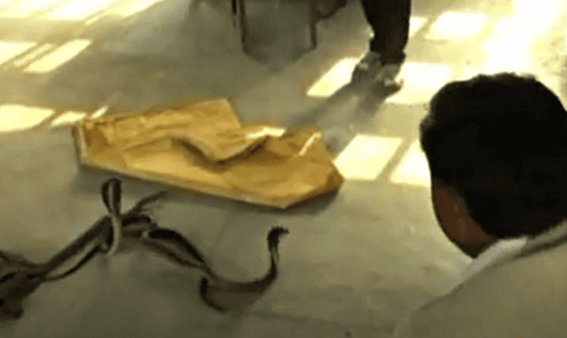 snakes released in tax office