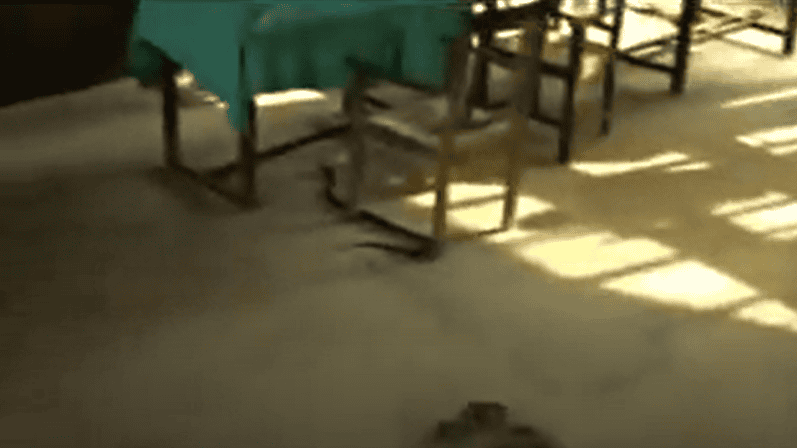 snake crawls under chair